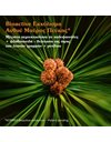 Korres Black Pine Primus Λείανση Ρυτίδων & Ελαστικότητα Κρέμα Νεότητας Νύχτας, 40ml